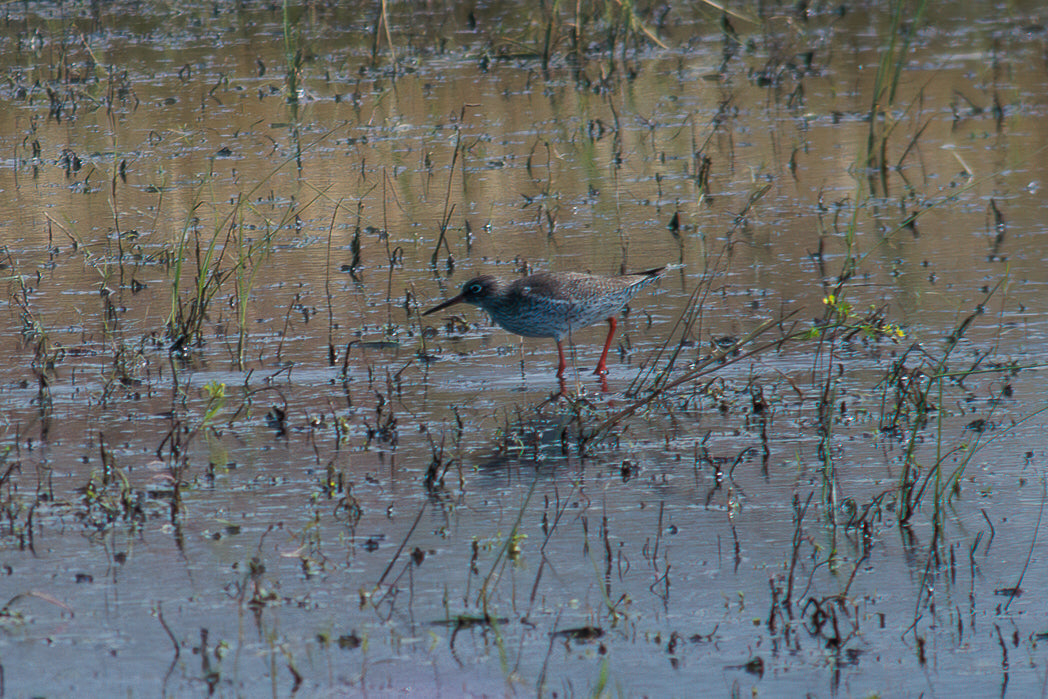 Common Red Shank (Tringa_totanus)