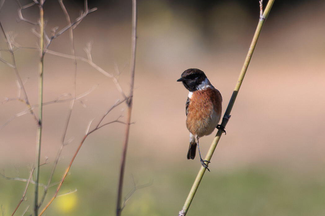 Cartaxo Comum (Saxicola rubicola)