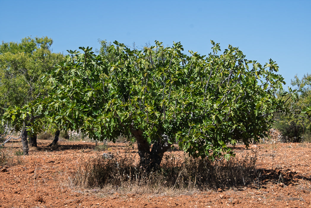 Large fig tree with green leaves on a red dirt field under a clear blue sky.
