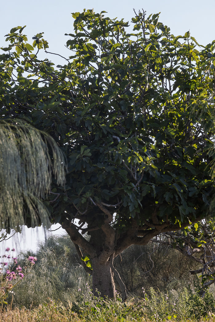 Fig tree in the wild