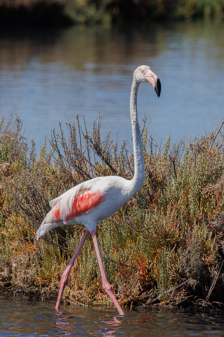 Flamingo, Greater Flamingo (Phoenicopterus roseus)