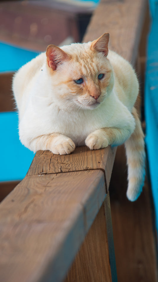 Blue Eyed Cat (Displayed Mounted in Canvas 50x80)