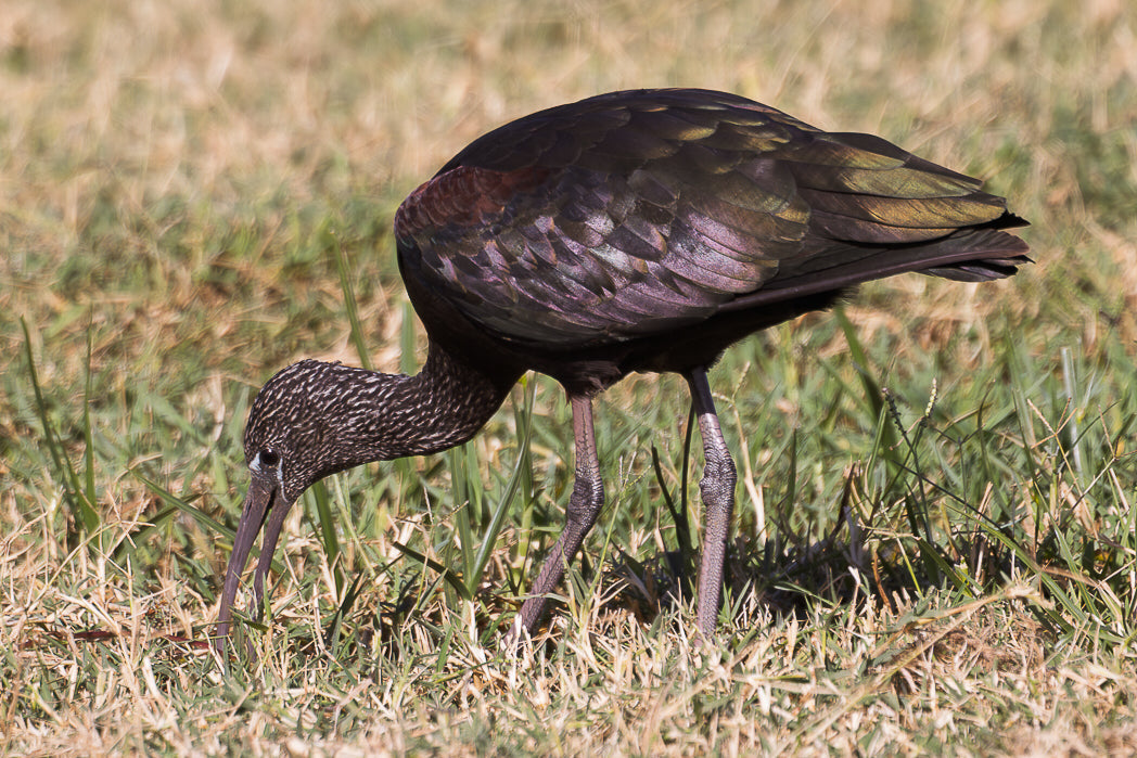 Ibis-preto (Plegadis falcinellus)