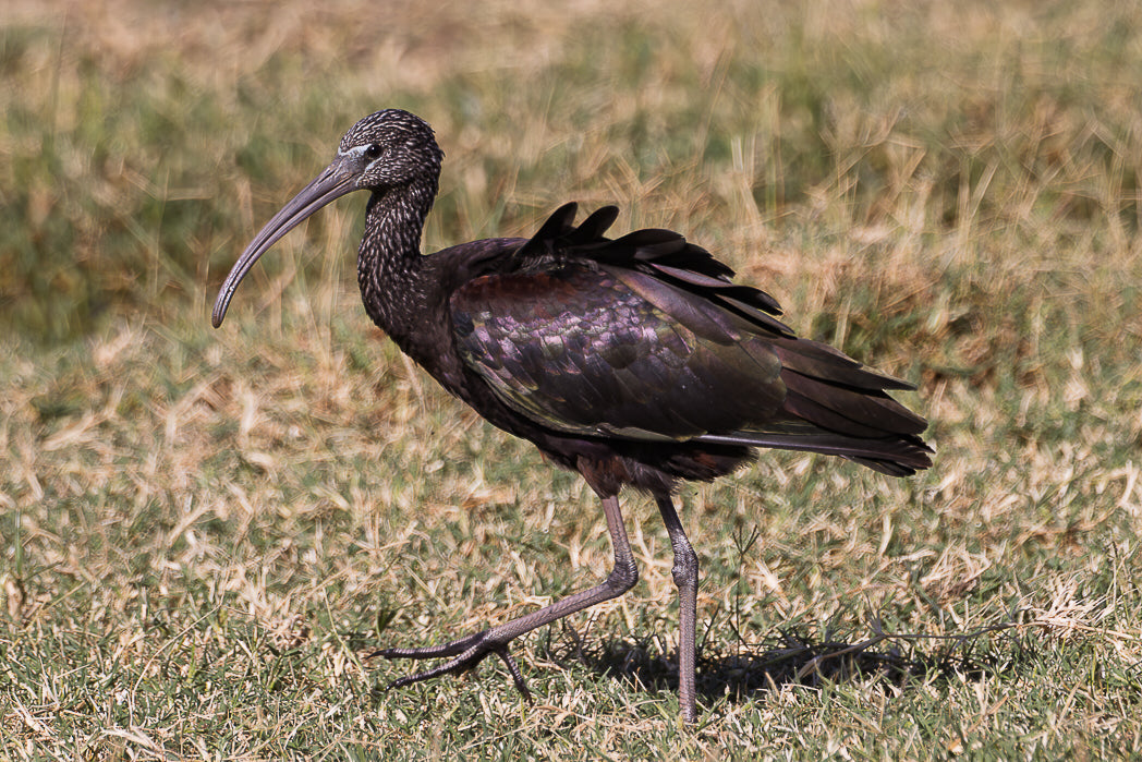 Ibis-preto (Plegadis falcinellus)