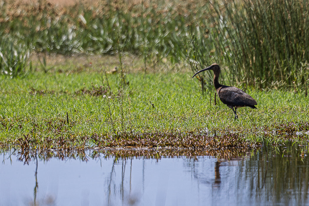 Ibis-preto (Plegadis falcinellus)