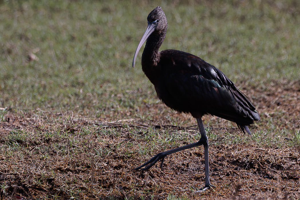 Glossy ibis (Plegadis falcinellus)