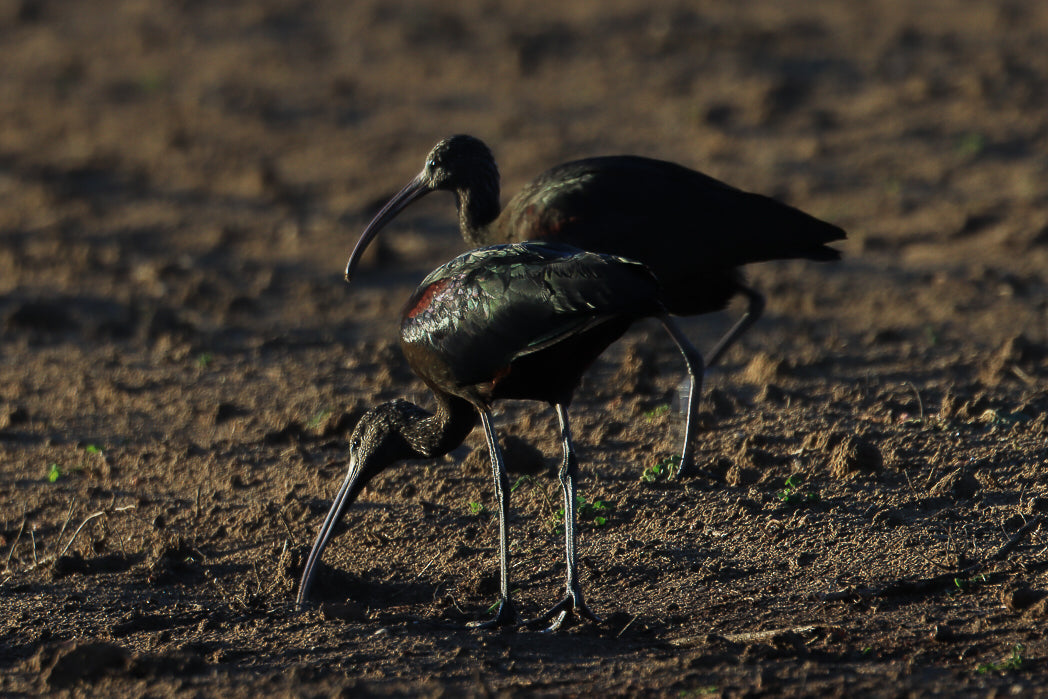 Ibis-preto (Plegadis falcinellus)