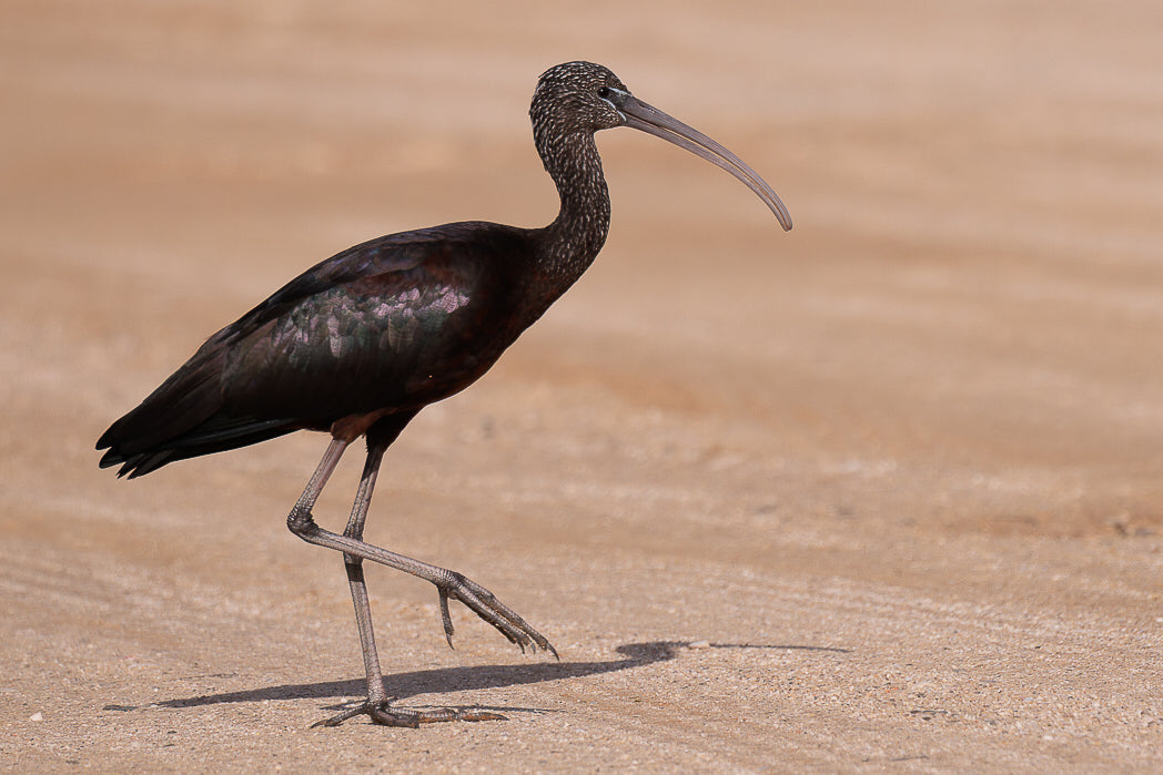 Ibis-preto (Plegadis falcinellus)