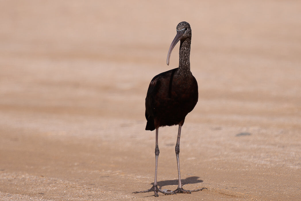 Ibis-preto (Plegadis falcinellus)