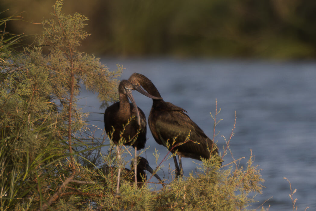 Ibis-preto (Plegadis falcinellus)