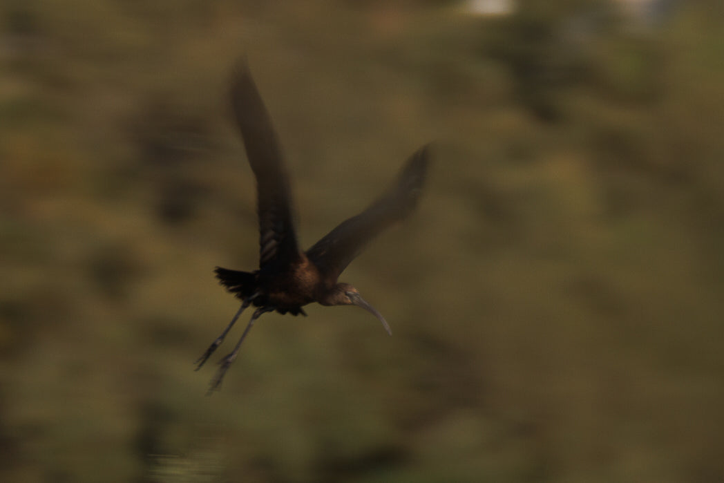 Ibis-preto (Plegadis falcinellus)