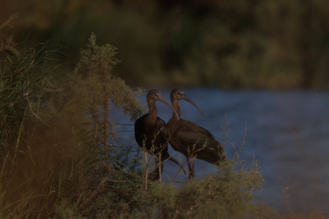 Glossy ibis (Plegadis falcinellus)