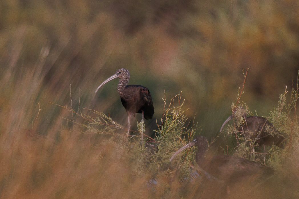 Ibis-preto (Plegadis falcinellus)