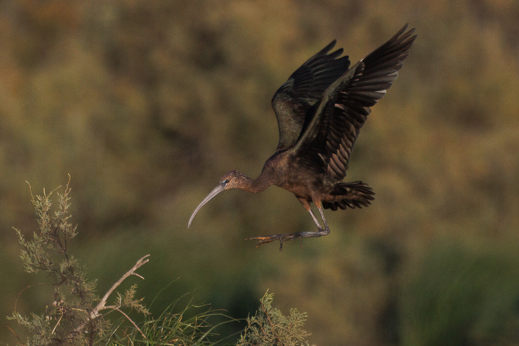Ibis-preto (Plegadis falcinellus)