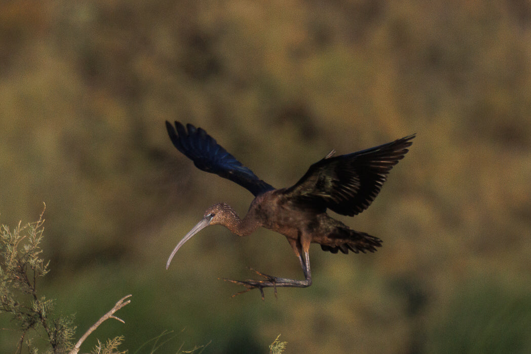 Ibis-preto (Plegadis falcinellus)