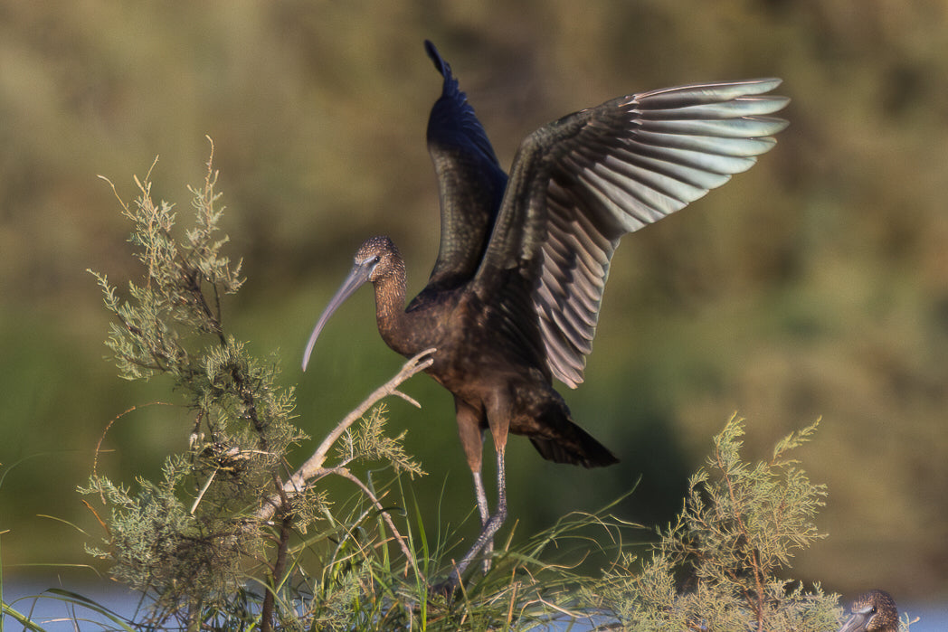 Ibis-preto (Plegadis falcinellus)