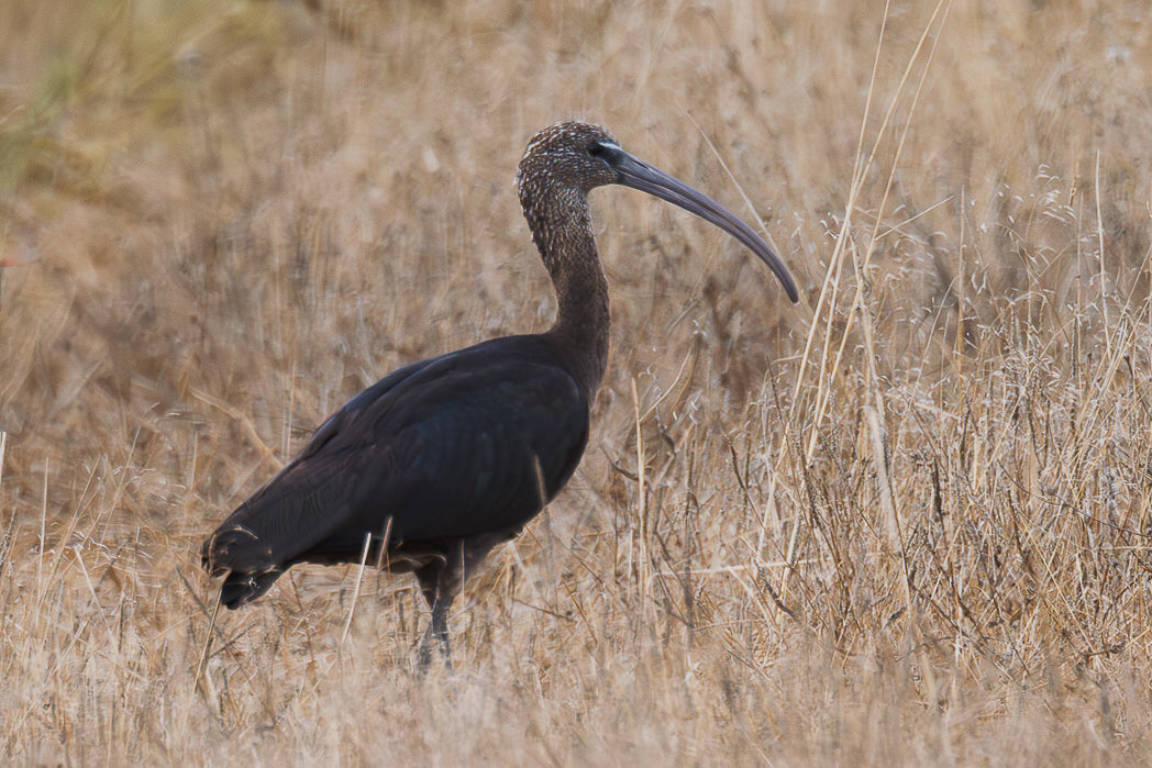 Ibis-preto (Plegadis falcinellus)