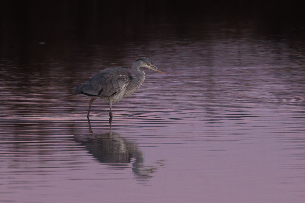 Grey Heron (Ardea Cinerea)