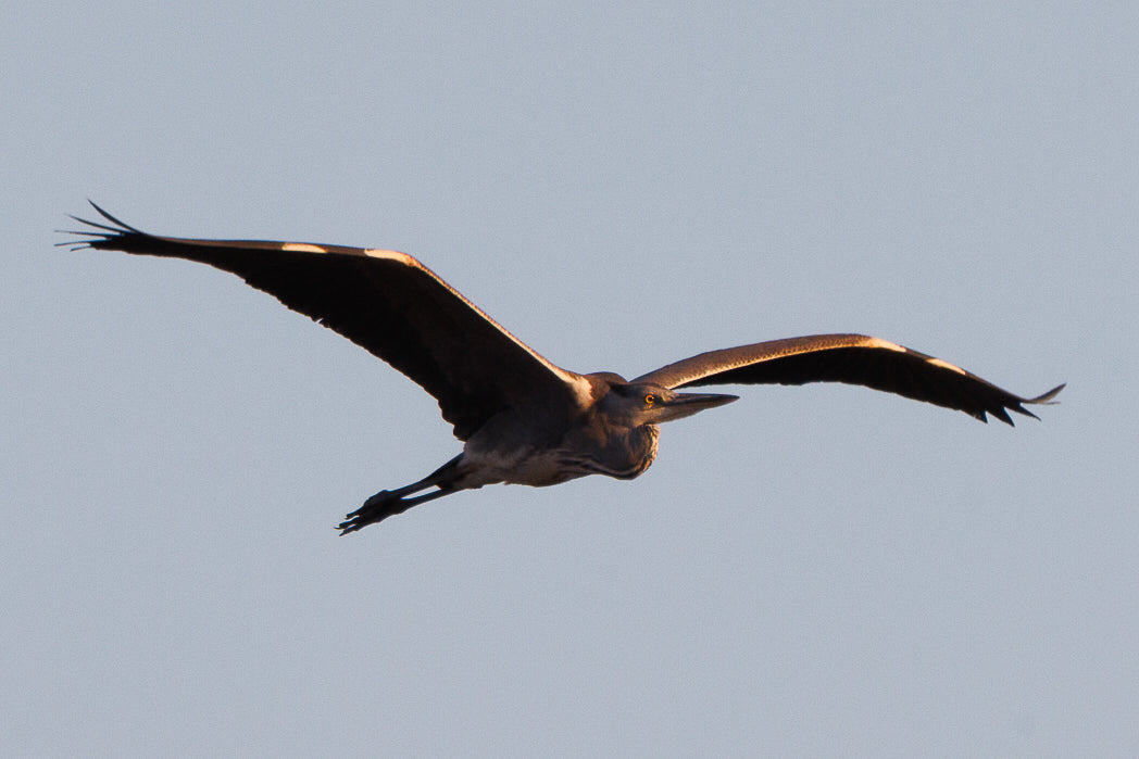 Graça-Real (Ardea Cinerea)