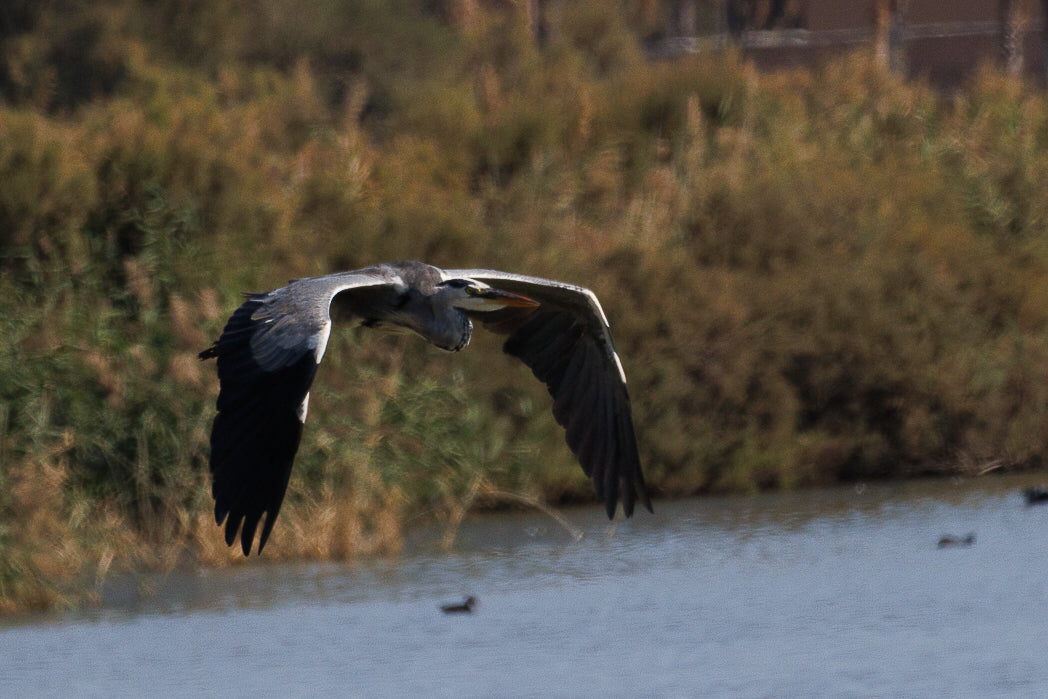 Grey Heron (Ardea Cinerea)
