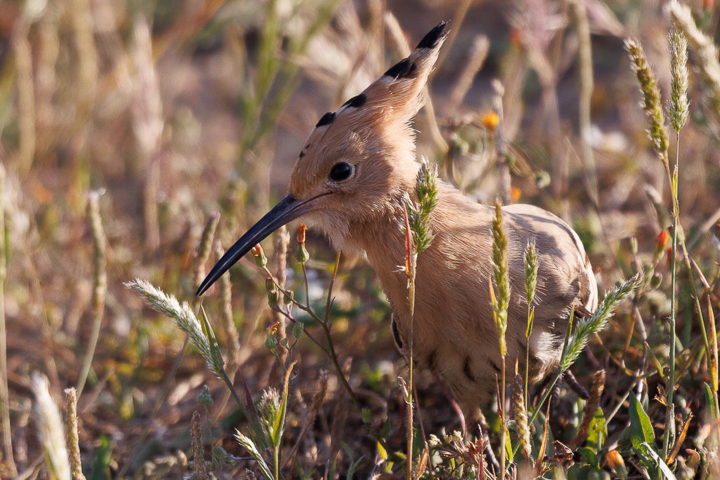 Poupa-eurasiatica (Upupa epops)