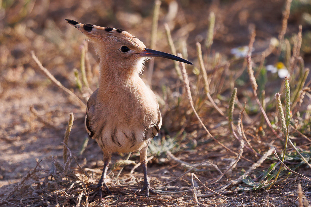 Poupa-eurasiatica (Upupa epops)