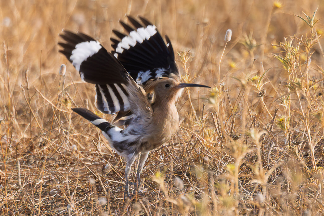 Poupa-eurasiatica (Upupa epops)