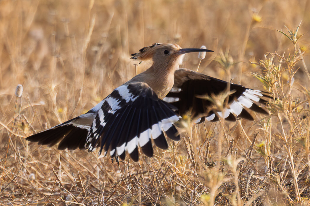 Poupa-eurasiatica (Upupa epops)