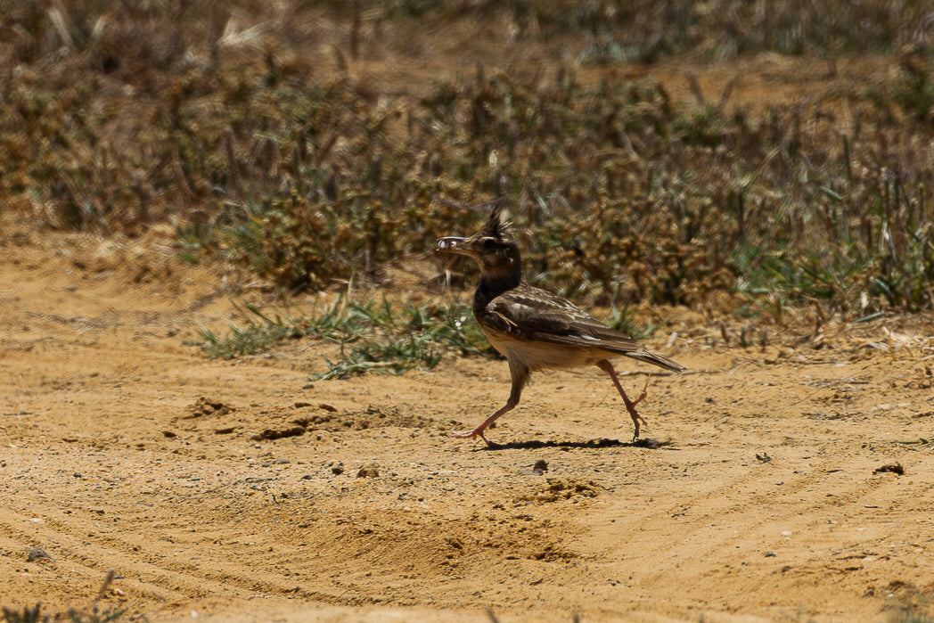 Iberian Crested Lark (Galerida cristata pallida)