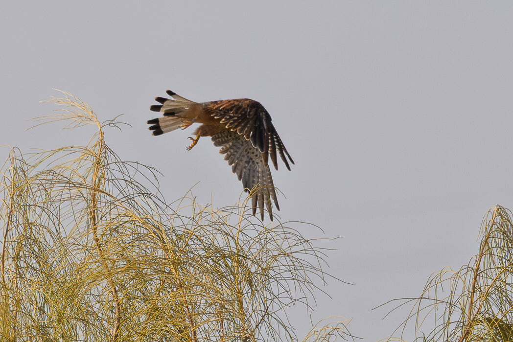 Peneireiro ou Francelho (Falcon Tinnunculus)