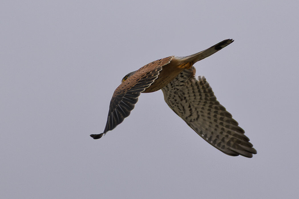Peneireiro ou Francelho (Falcon Tinnunculus)