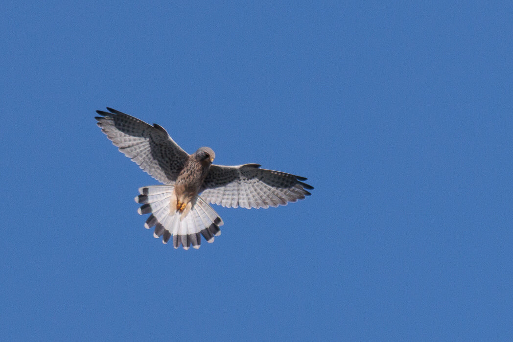Peneireiro ou Francelho (Falcon Tinnunculus)