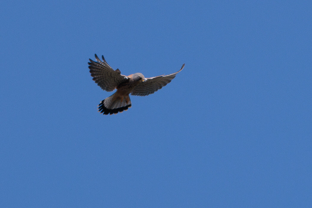 Peneireiro ou Francelho (Falcon Tinnunculus)