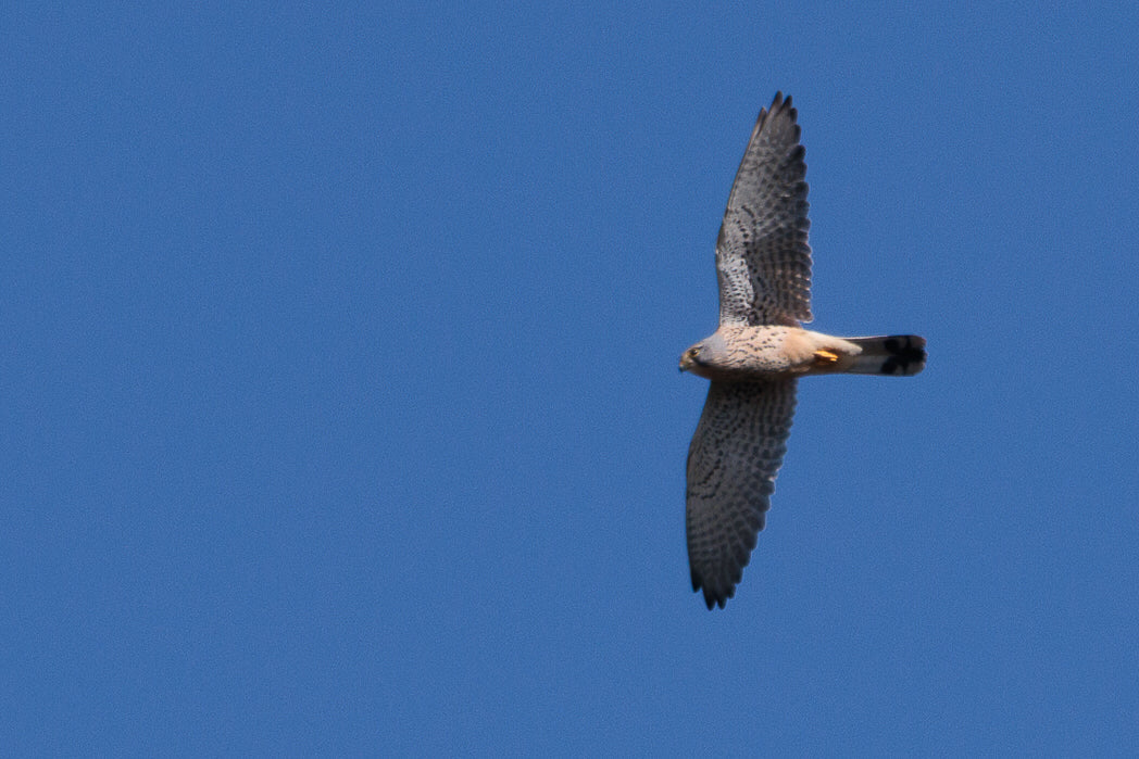 Peneireiro ou Francelho (Falcon Tinnunculus)