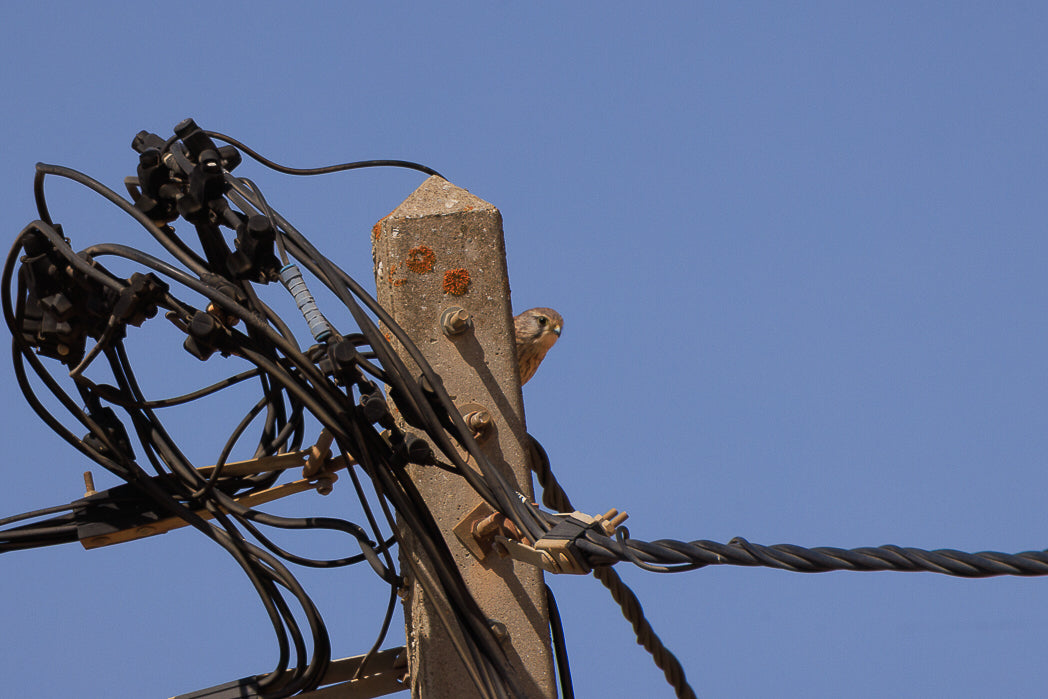 Peneireiro ou Francelho (Falcon Tinnunculus)