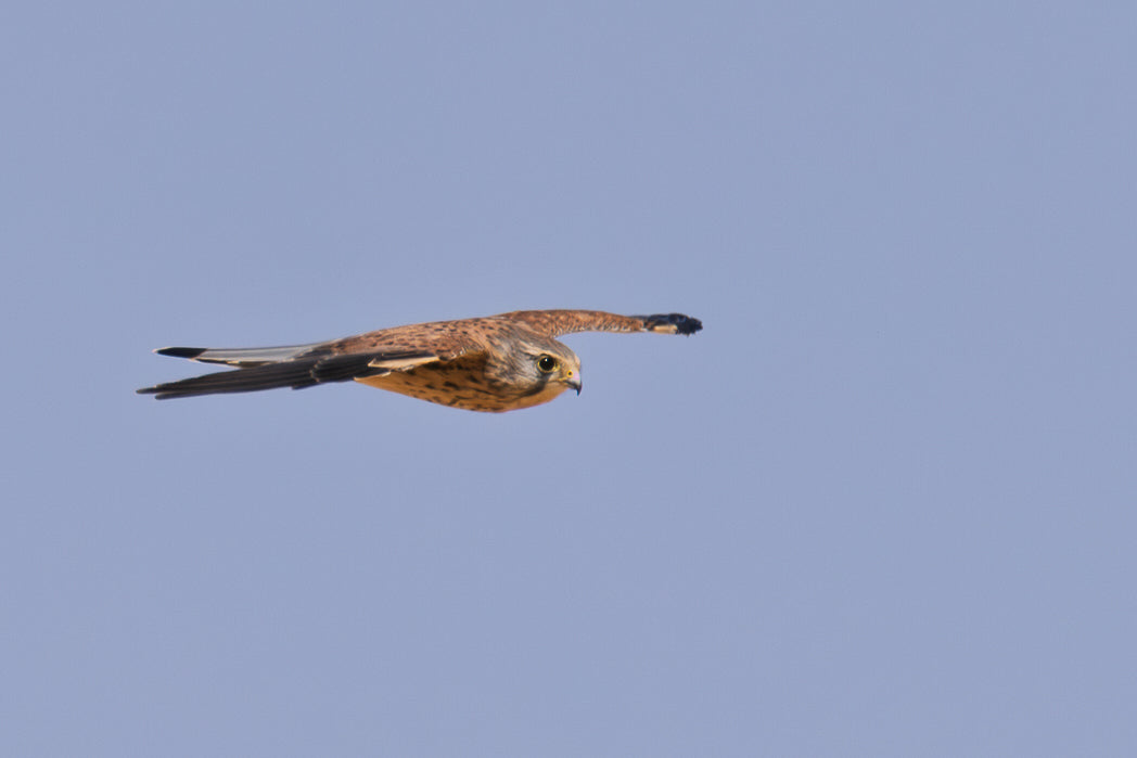 Peneireiro ou Francelho (Falcon Tinnunculus)