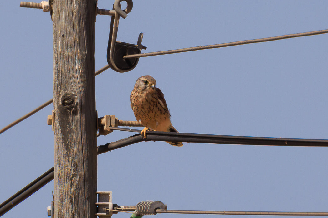 Kestrel (Falcon Tinnunculus)