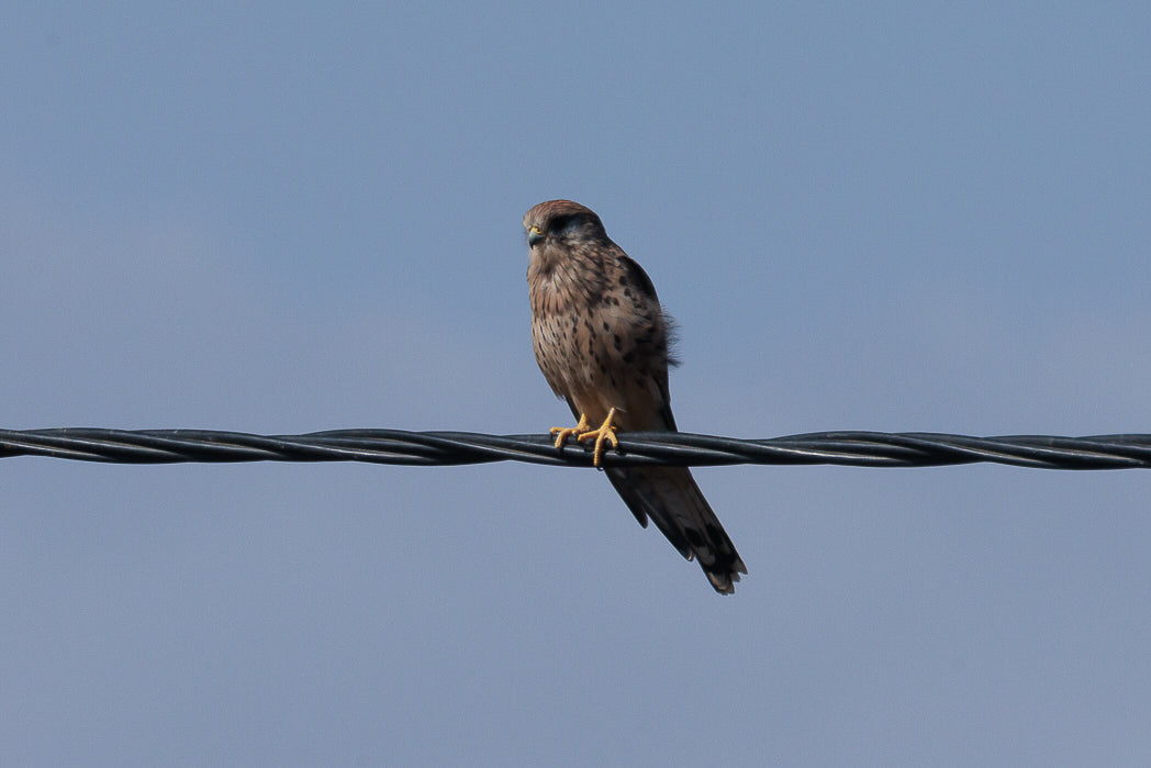 Kestrel (Falcon Tinnunculus)