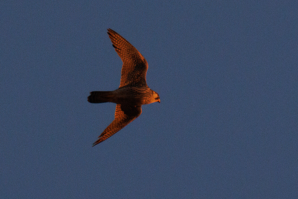 Peneireiro ou Francelho (Falcon Tinnunculus)