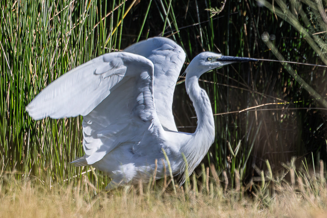 Little Egret (Egretta Garzetta)
