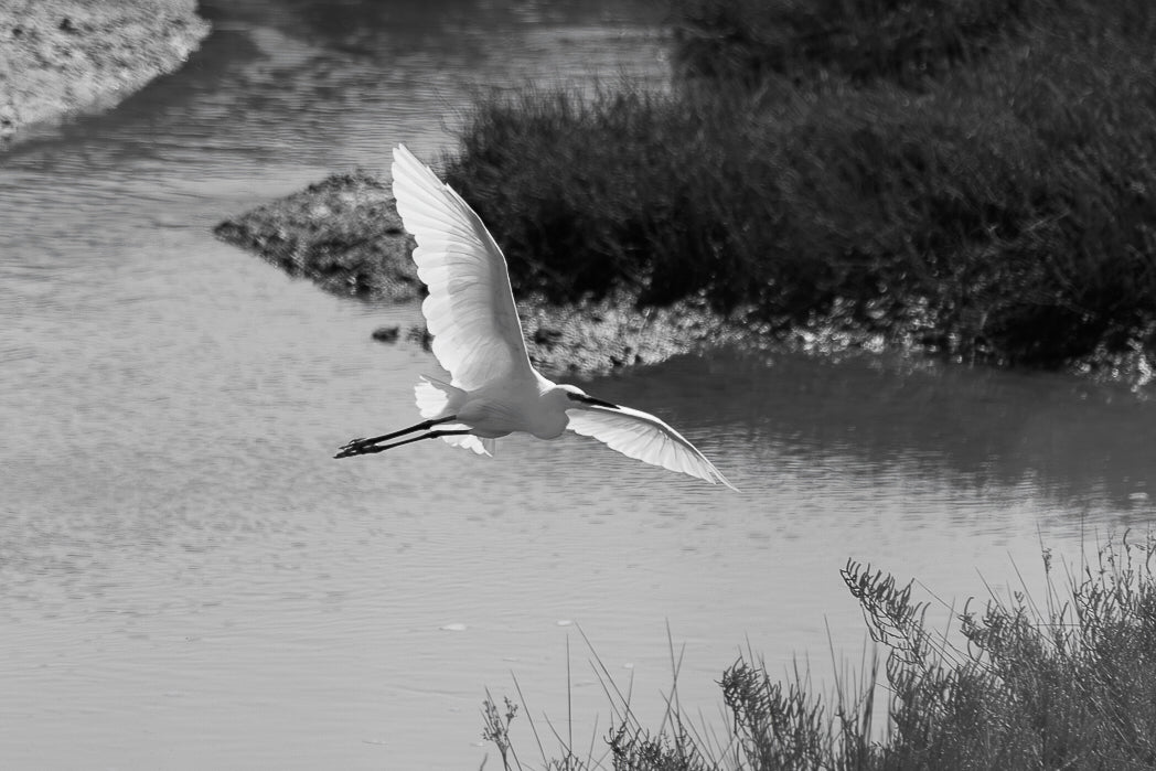 Garça-branca-pequena (Egretta Garzetta)