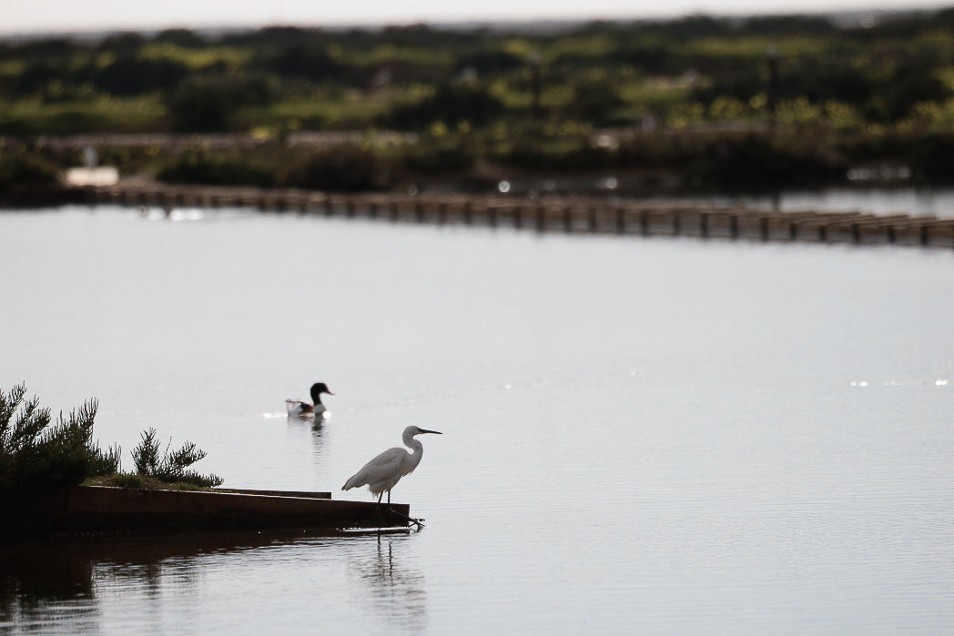 Little Egret (Egretta Garzetta)