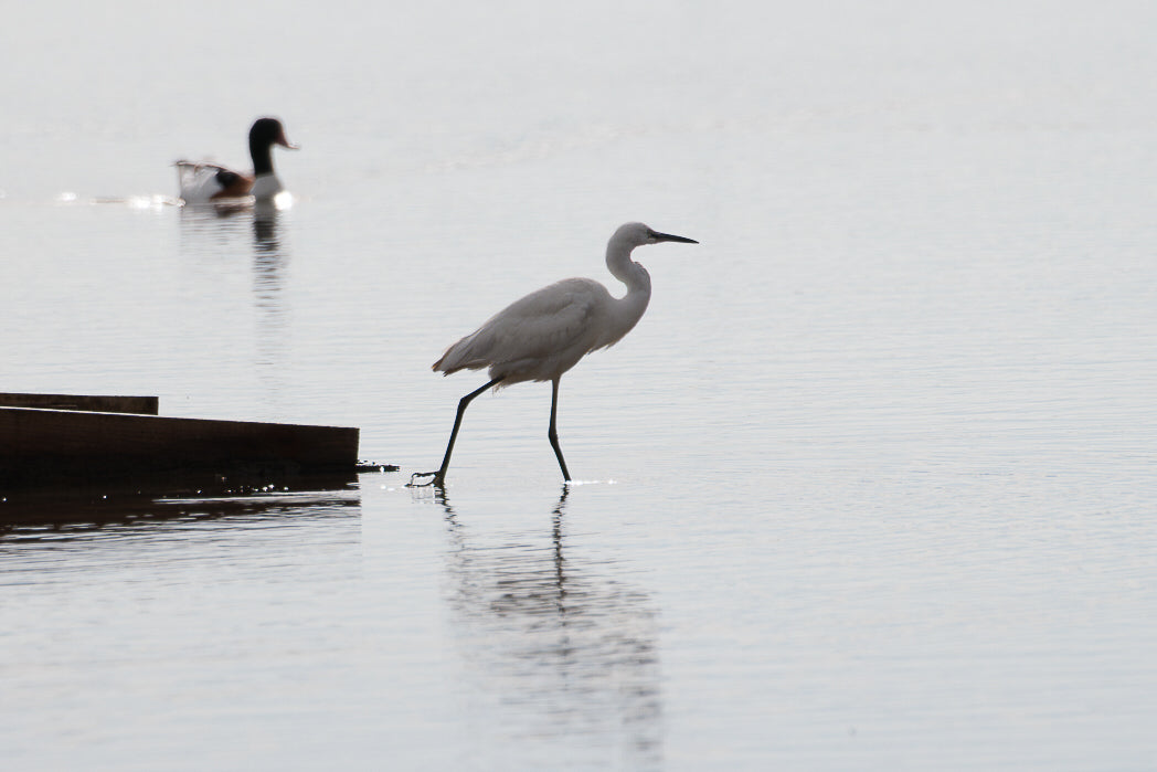 Garça-branca-pequena (Egretta Garzetta)