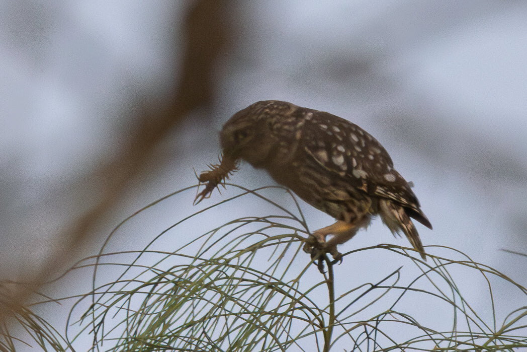 Mocho-Galego (Athene noctua)