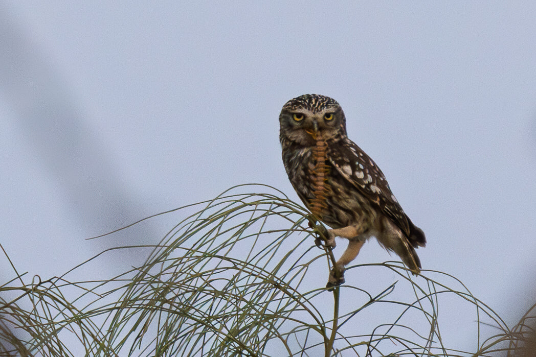Little Owl (Athene noctua)