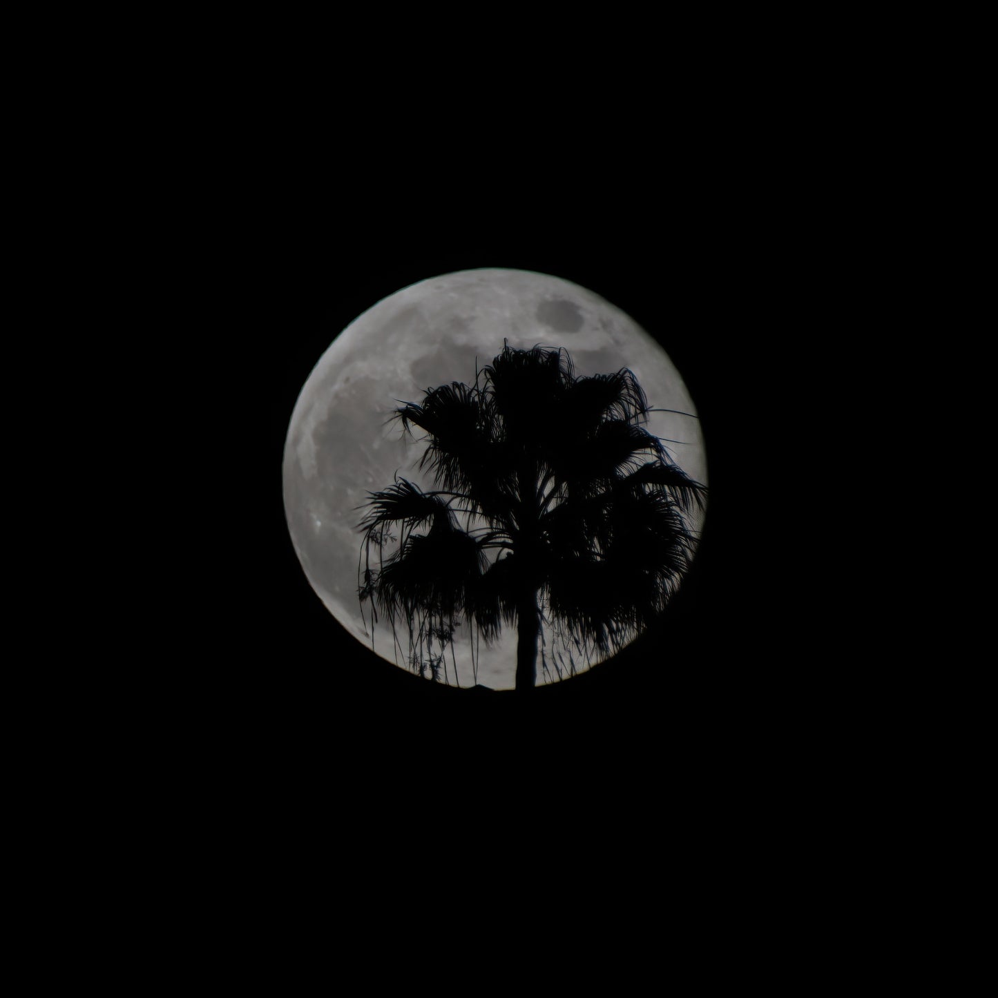 Moon light Palm Tree