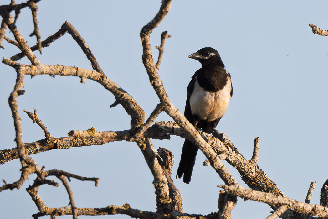 Magpie, Eurasian Magpie (Pica pica)