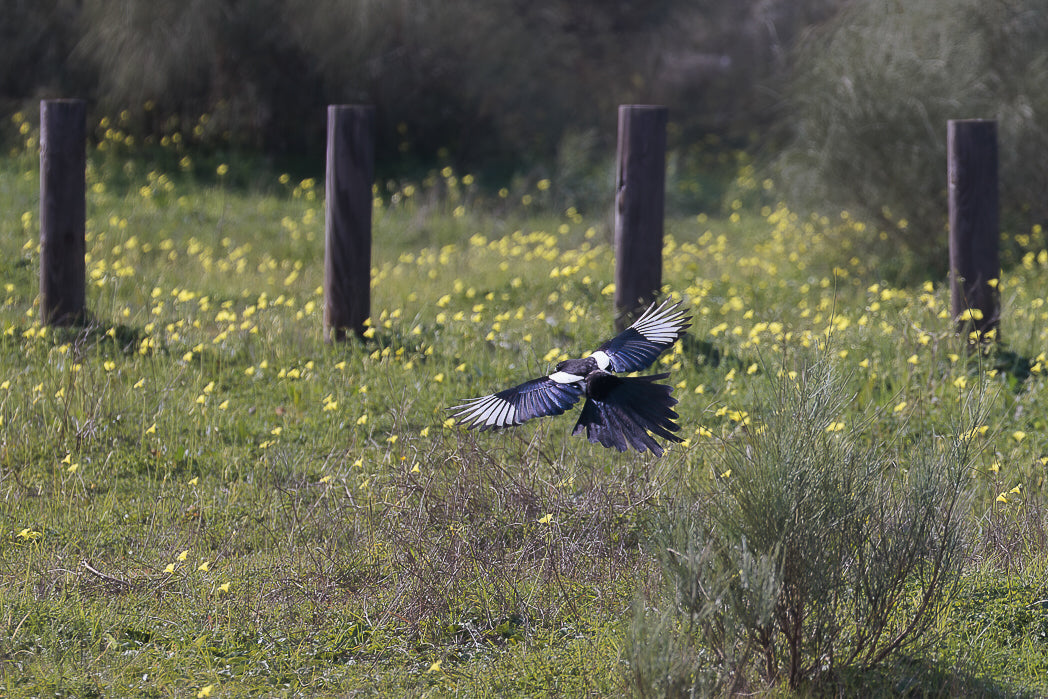 Magpie, Eurasian Magpie (Pica pica)