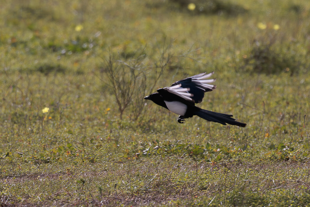 Magpie, Eurasian Magpie (Pica pica)