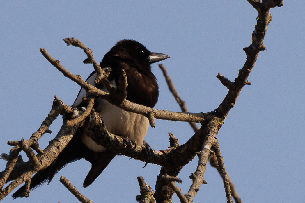 Magpie, Eurasian Magpie (Pica pica)